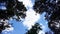 Trees and clouds view from below