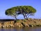 Trees on coast, Sardinia, Italy