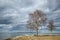 Trees by the coastline