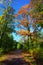 Trees in colorful autumn colors with walkway and sunshine in september fall