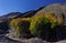 Trees with colorful autumn leaves at the foot of Etna volcano with black lava circle