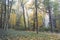 Trees with colorful leaves during foliage in an old park