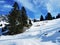 Trees and coniferous forests on the slopes between the mountain massive Alvier group and Seeztal valley