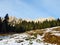 Trees and coniferous forests on the slopes between the mountain massive Alvier group and Seeztal valley