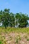 The Trees and Corn Fields