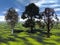 Trees in countryside