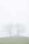 Trees couple in love misty fog morning in landscape on green field