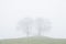 Trees couple in love misty fog morning in landscape on green field