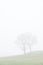 Trees couple in love misty fog morning in landscape on green field
