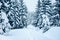 Trees covered by fresh snow in the mountains while cross-country skiing