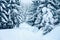 Trees covered by fresh snow in the mountains while cross-country skiing