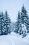 Trees covered by fresh snow in the mountains while cross-country skiing