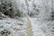 Trees covered with hoarfrost rime ice along the forest path