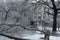 Trees covered with ice after freezing rain in Vladivostok, Russia. Sparkling ice covered everything after ice storm cyclone.