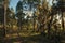 Trees covered by lichen and wooden farm gate