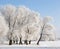 Trees covered with snow