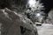 Trees covered with snow, dark sky and shining lantern through snowing. Park scene. Night shot