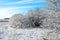 Trees covered with snow, forest edge, winter landscape, blue cloudy sky