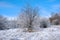 Trees covered with snow, forest edge, winter landscape, blue cloudy sky