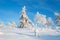 Trees Covered With Snow In Sunny Day With Clear Blue Sky In Lapland Finland, Northern Europe, Beautiful Snowy Winter Forest Lands