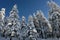 Trees covered with snow under blue sky