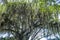 Trees covered by Spanish moss