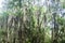 Trees covered by Spanish moss