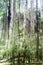 Trees covered by Spanish moss