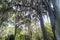 Trees covered by Spanish moss