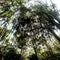 Trees covered by Spanish moss