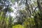 Trees covered by Spanish moss