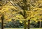 Trees covered by a thick bush of leaves with intense autumn colors