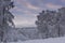 .trees crystallized from the cold in Lapland