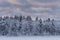 .trees crystallized from the cold in Lapland