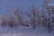 .trees crystallized from the cold in Lapland