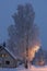 .trees crystallized from the cold in Lapland