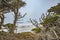 Trees at Cyprus Cove Trail at Point Lobos