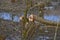 Trees damaged by beavers