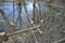 Trees damaged by beavers