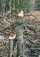 Trees damaged by beavers.