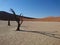 Trees in Deadvlei, Sossusvlei, Namibia