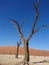 Trees in Deadvlei, Sossusvlei, Namibia