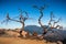 Trees of the death in Kawah Ijen volcano mountain