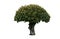 Trees for decorate the garden , Ficus annulata tree or Topiary trees in the pot isolated on white background . clipping path