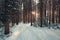 Trees dense forest in winter