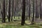 Trees in a dense pine forest.