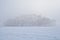 Trees in dense winter fog