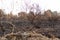 Trees destroyed by forest fires