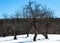 Trees doing the twist in a snowy field under a deep blue late winters day