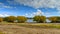 Trees dressed in yellow leaves during Autumn at Pines Beach, Lake Tekapo